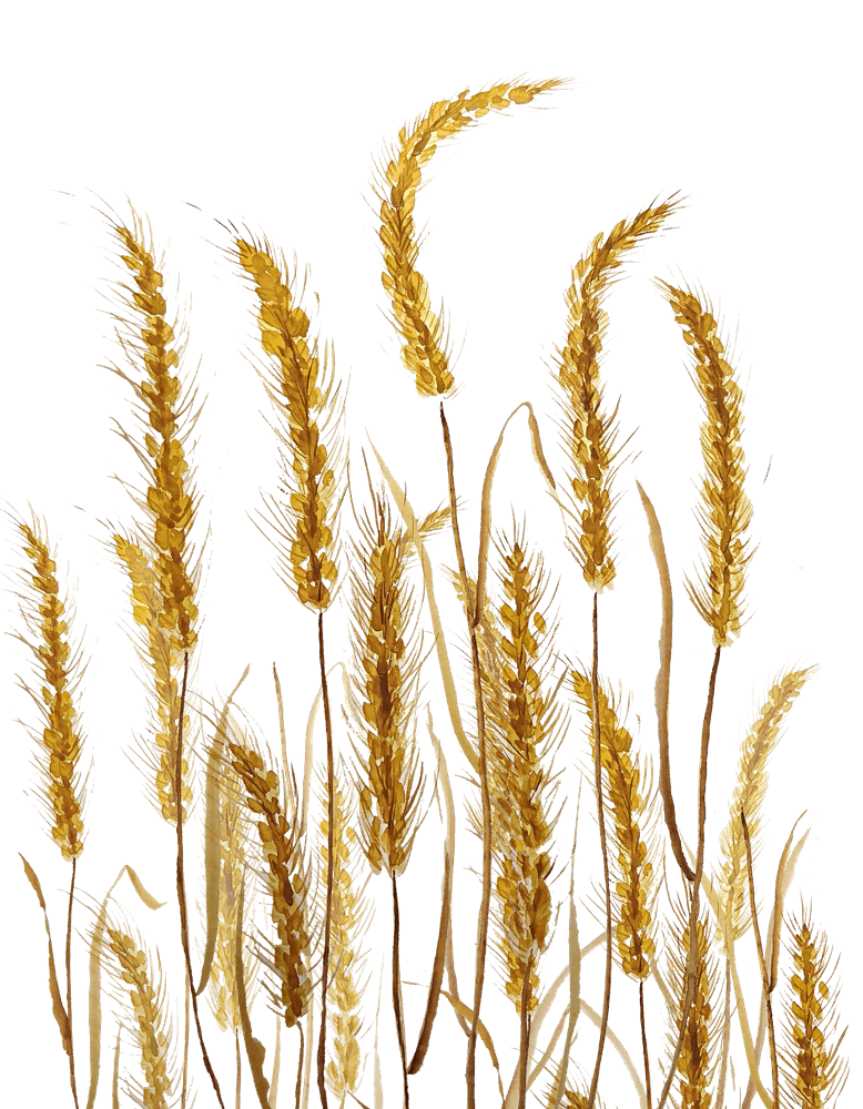 grano-oro